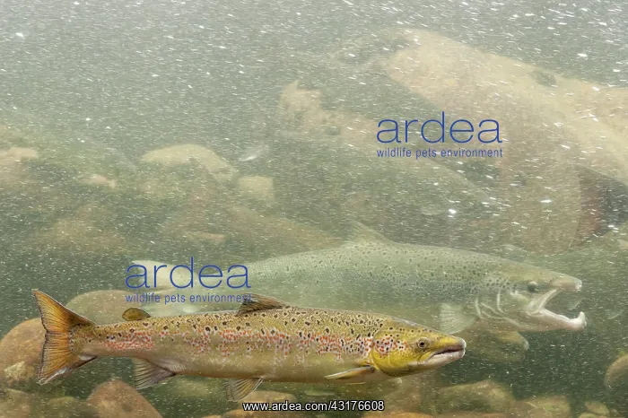 : Atlantic Salmon : Atlantic Salmon