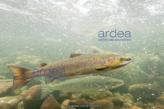 : Atlantic Salmon : Atlantic Salmon