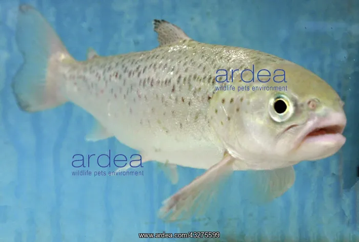 : Atlantic Salmon, anadromous, migrates into freshwater : Atlantic Salmon, anadromous, migrates into freshwater