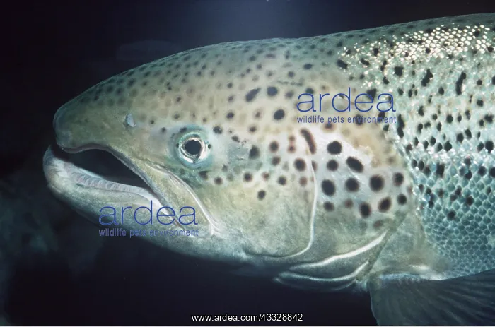 : ATLANTIC SALMON - close up : ATLANTIC SALMON - close up