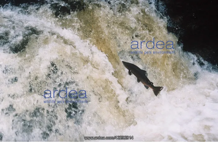 : ATLANTIC SALMON - LEAPING UPSTREAM : ATLANTIC SALMON - LEAPING UPSTREAM