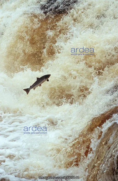 : ATLANTIC SALMON - leaping upstream : ATLANTIC SALMON - leaping upstream