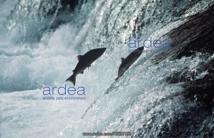 : ATLANTIC SALMON - pair leaping up river : ATLANTIC SALMON - pair leaping up river