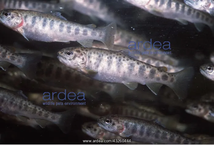  : ATLANTIC SALMON parr or fingerling