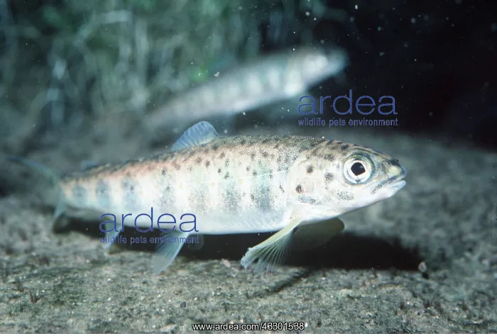 : ATLANTIC SALMON Parr / Fingerling : ATLANTIC SALMON Parr / Fingerling