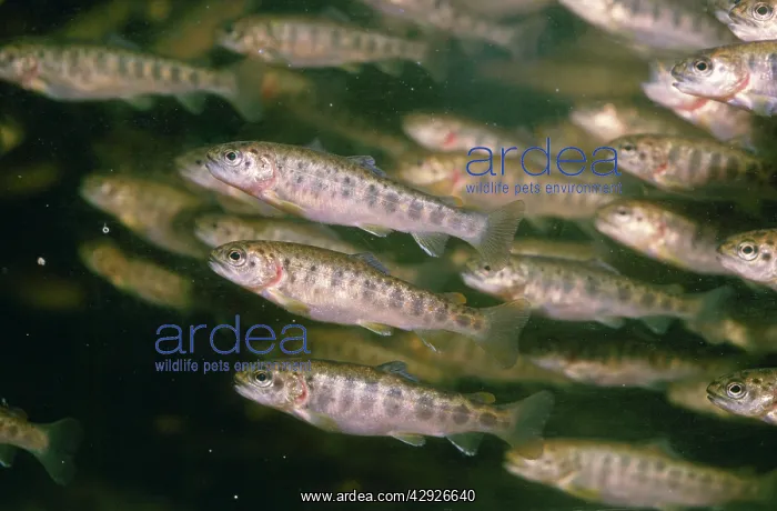 : ATLANTIC SALMON Parr or Fingerling - shoal : ATLANTIC SALMON Parr or Fingerling - shoal