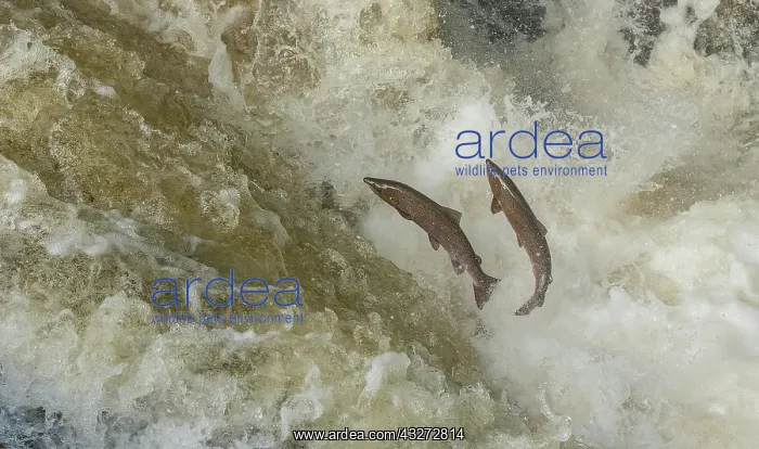 : Atlantic salmon, Salmo salar, migrating up the River : Atlantic salmon, Salmo salar, migrating up the River