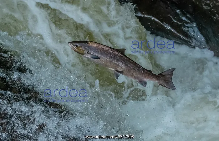 : Atlantic salmon, Salmo salar, migrating up the River : Atlantic salmon, Salmo salar, migrating up the River