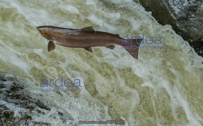 : Atlantic salmon, Salmo salar, migrating up the River : Atlantic salmon, Salmo salar, migrating up the River