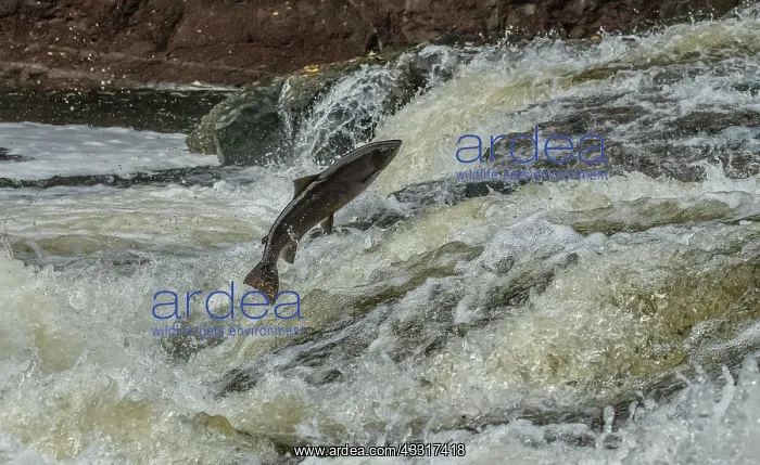 : Atlantic salmon, Salmo salar, migrating up the River : Atlantic salmon, Salmo salar, migrating up the River