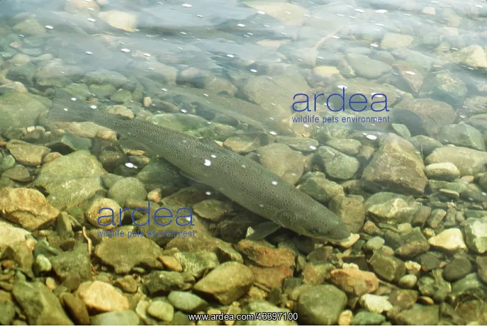 : ATLANTIC SALMON - SPAWNING : ATLANTIC SALMON - SPAWNING