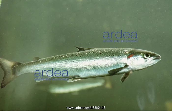: ATLANTIC SALMON - SIDE VIEW : ATLANTIC SALMON - SIDE VIEW