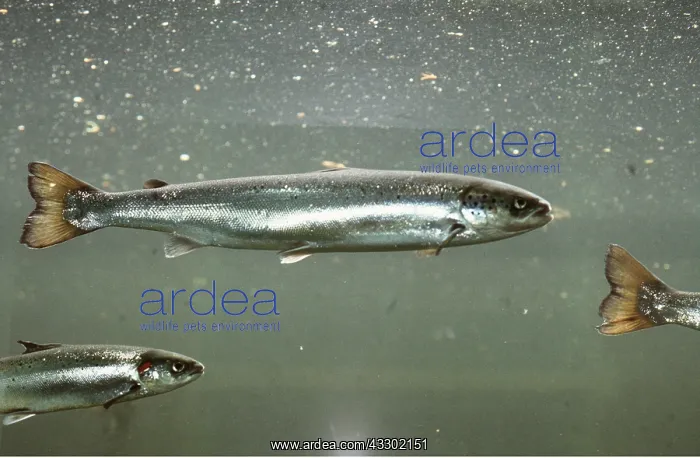 : ATLANTIC SALMON - SIDE VIEW : ATLANTIC SALMON - SIDE VIEW
