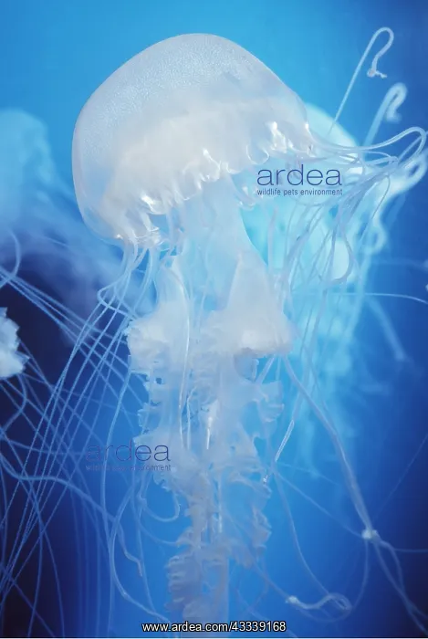 : Atlantic Sea Nettle : Atlantic Sea Nettle