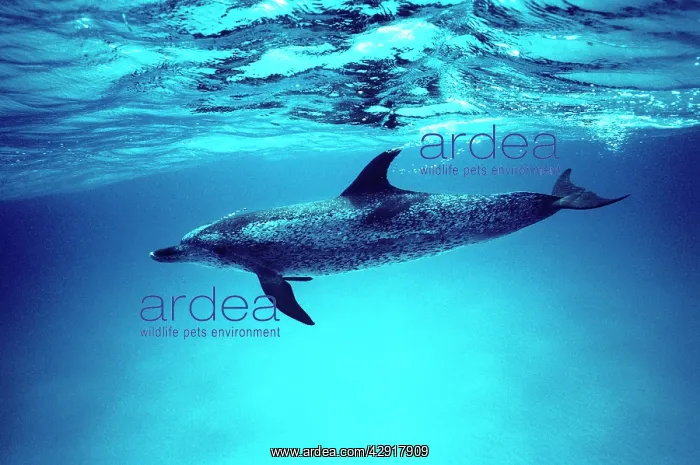 : Atlantic spotted dolphin : Atlantic spotted dolphin