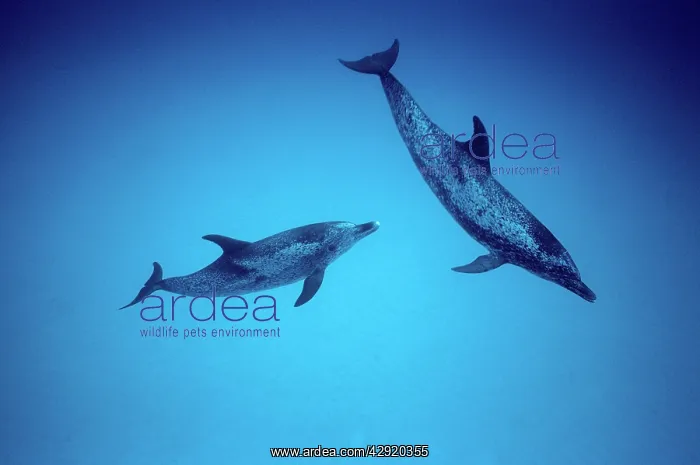 : Atlantic Spotted Dolphin : Atlantic Spotted Dolphin