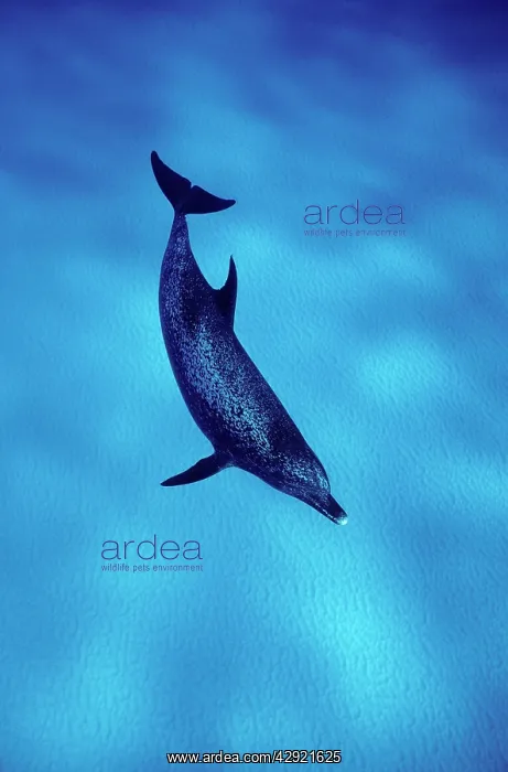 : Atlantic spotted dolphin : Atlantic spotted dolphin