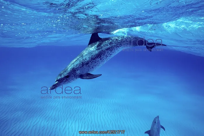 : Atlantic Spotted Dolphin : Atlantic Spotted Dolphin