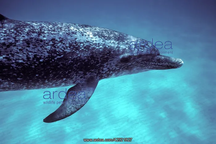 : Atlantic spotted dolphin : Atlantic spotted dolphin
