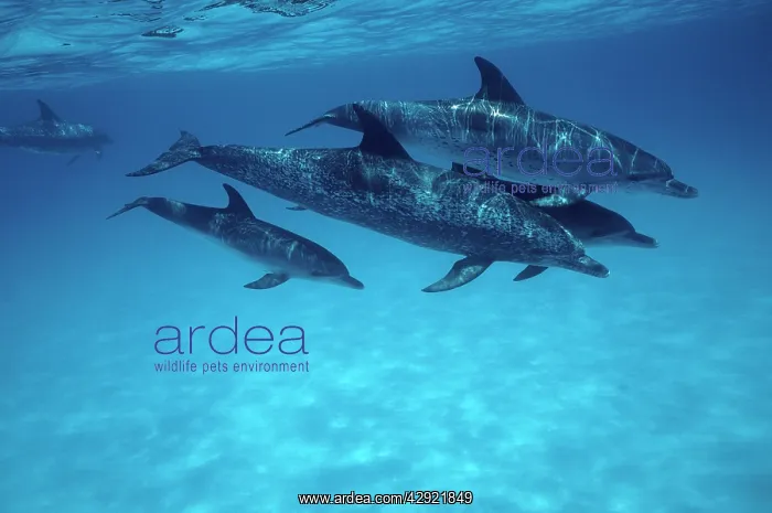 : Atlantic Spotted Dolphin : Atlantic Spotted Dolphin