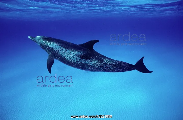 : Atlantic Spotted DOLPHIN : Atlantic Spotted DOLPHIN