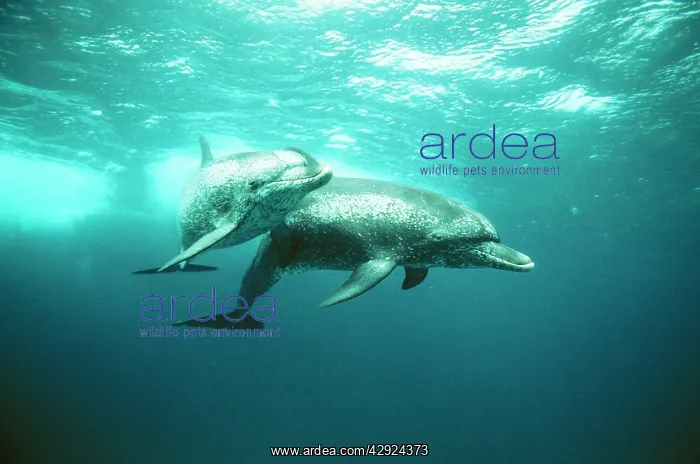 : Atlantic Spotted Dolphin : Atlantic Spotted Dolphin