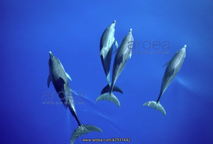 : Atlantic spotted dolphin : Atlantic spotted dolphin