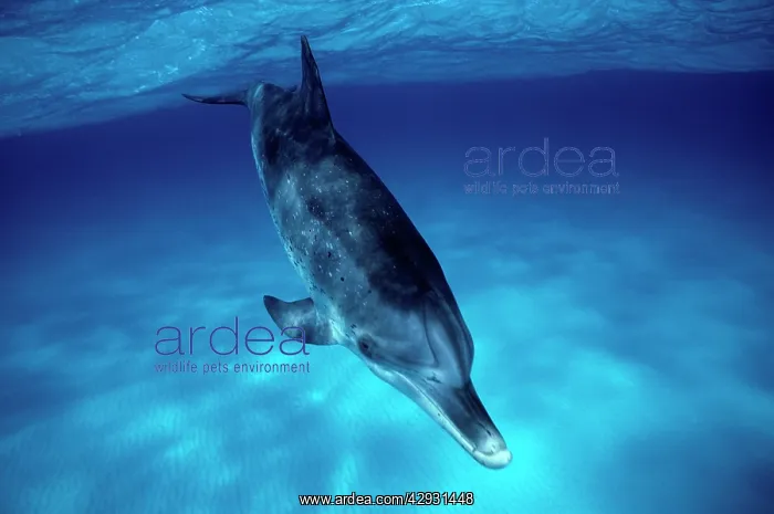 : Atlantic spotted dolphin : Atlantic spotted dolphin