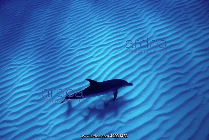 : Atlantic spotted dolphin : Atlantic spotted dolphin