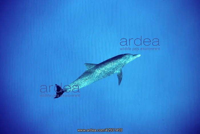 : Atlantic spotted dolphin : Atlantic spotted dolphin
