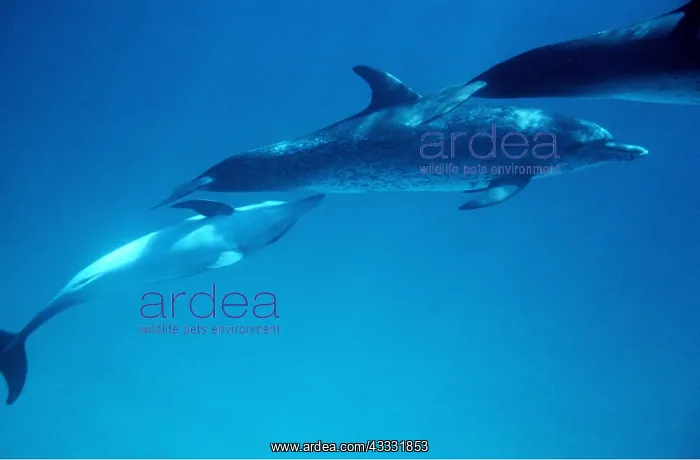 : Atlantic Spotted Dolphin - adult nursing young : Atlantic Spotted Dolphin - adult nursing young