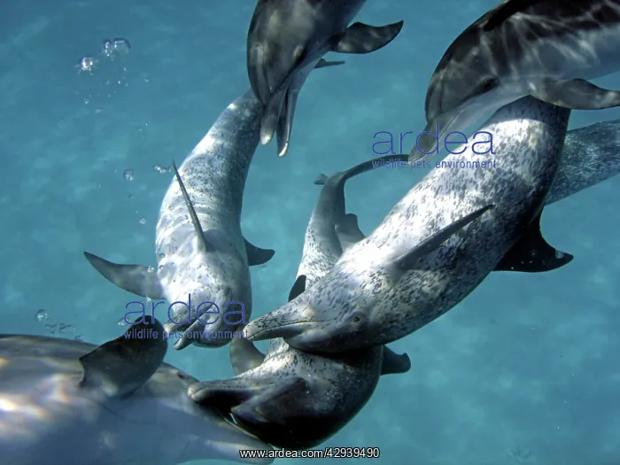 : Atlantic Spotted Dolphin - interspecies head to : Atlantic Spotted Dolphin - interspecies head to