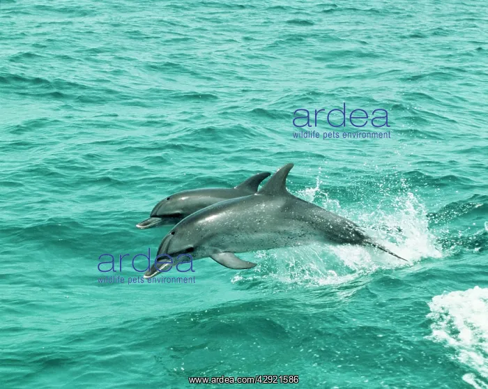 : Atlantic Spotted Dolphin - Jumping out of water : Atlantic Spotted Dolphin - Jumping out of water