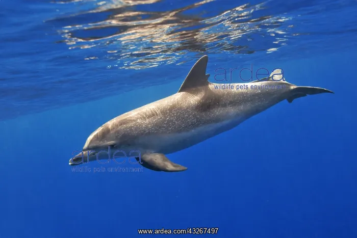 : Atlantic spotted dolphin (Stenella frontalis). Adult : Atlantic spotted dolphin (Stenella frontalis). Adult