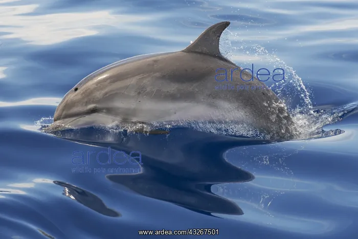  : Atlantic spotted dolphin (Stenella frontalis), Juvenile