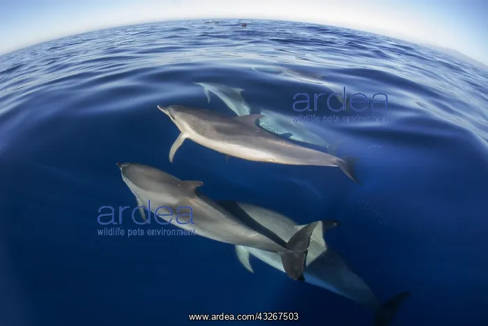 : Atlantic spotted dolphin (Stenella frontalis), juvenile : Atlantic spotted dolphin (Stenella frontalis), juvenile