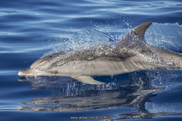 : Atlantic spotted dolphin (Stenella frontalis), Adult : Atlantic spotted dolphin (Stenella frontalis), Adult