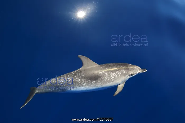 : Atlantic spotted dolphin (Stenella frontalis), Adult : Atlantic spotted dolphin (Stenella frontalis), Adult