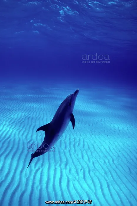 : Atlantic Spotted Dolphin - underwater : Atlantic Spotted Dolphin - underwater