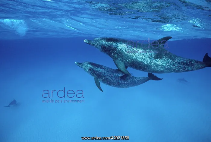 : Atlantic Spotted Dolphin - underwater : Atlantic Spotted Dolphin - underwater
