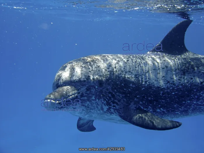 : Atlantic Spotted Dolphin - underwater : Atlantic Spotted Dolphin - underwater