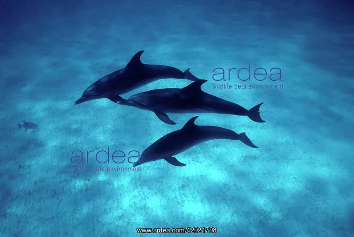 : Atlantic spotted dolphins : Atlantic spotted dolphins