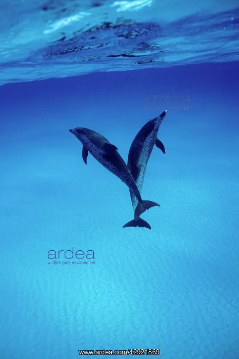 : Atlantic spotted DOLPHINS : Atlantic spotted DOLPHINS