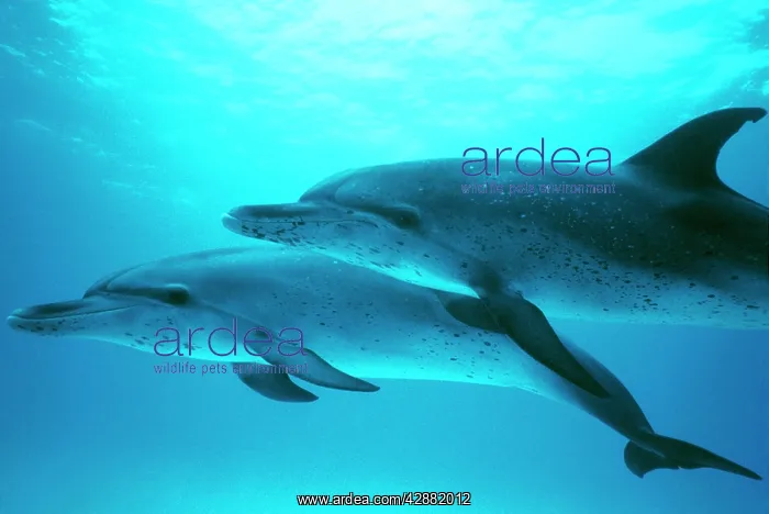 : Atlantic Spotted DOLPHINS - mother & calf : Atlantic Spotted DOLPHINS - mother & calf