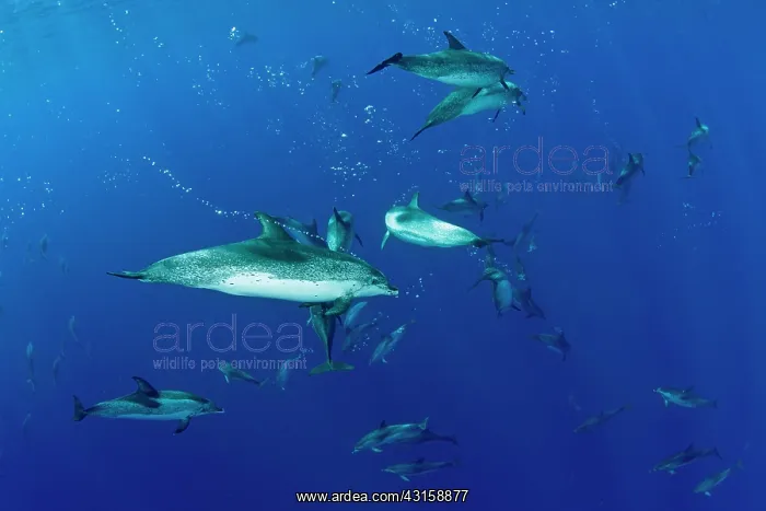 : Atlantic spotted dolphins, Stenella frontalis, Formigas : Atlantic spotted dolphins, Stenella frontalis, Formigas