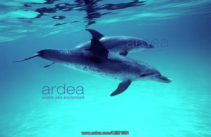 : ATLANTIC SPOTTED DOLPHINS - two swimming underwater : ATLANTIC SPOTTED DOLPHINS - two swimming underwater