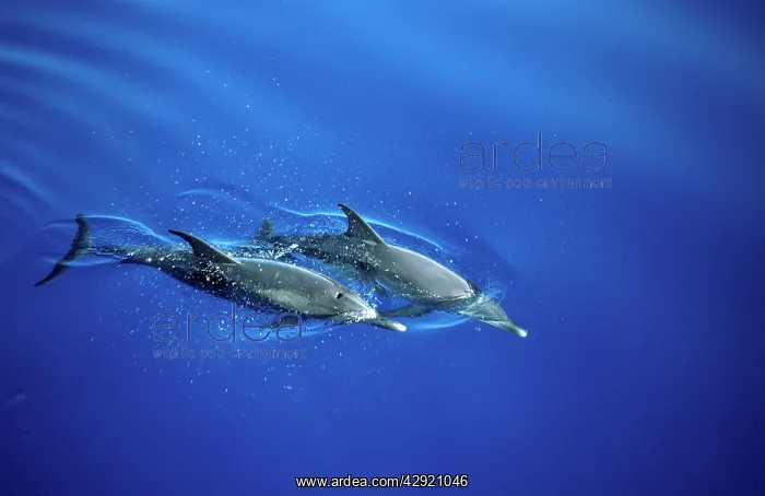 : Atlantic Spotted DOLPHINS - x two swimming side by side : Atlantic Spotted DOLPHINS - x two swimming side by side