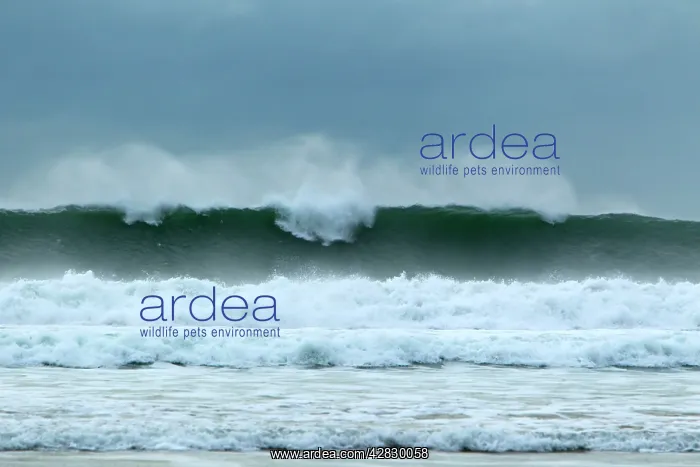 : Atlantic Storm Waves breaking on Beach : Atlantic Storm Waves breaking on Beach