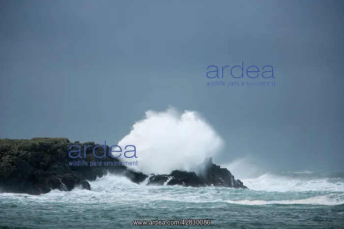: Atlantic Storm Waves breaking on rocky shore : Atlantic Storm Waves breaking on rocky shore