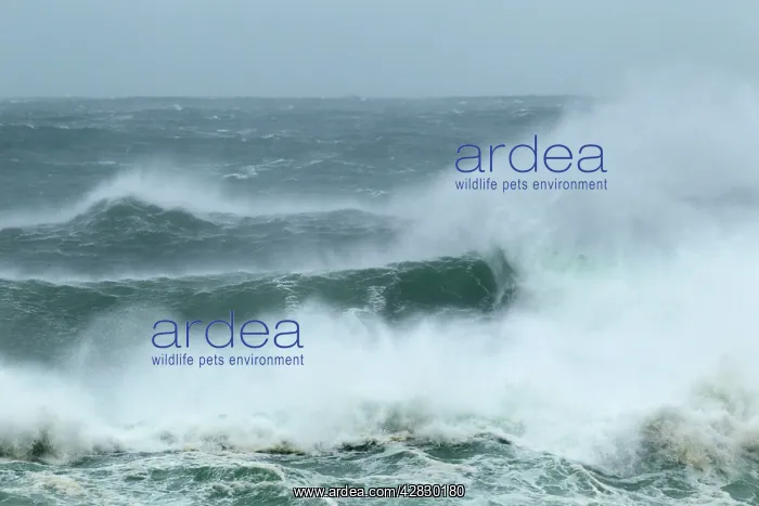 : Atlantic Storm Waves breaking on rocky shore : Atlantic Storm Waves breaking on rocky shore